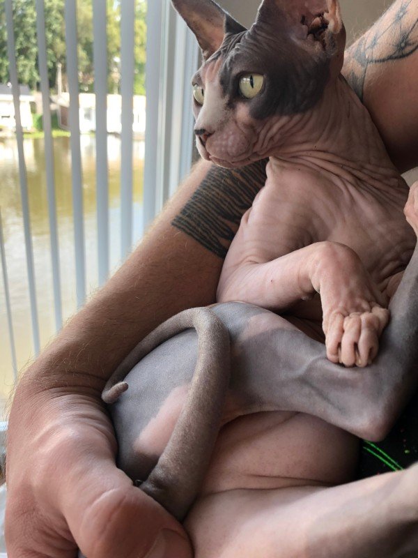 Clytemnaestra / Kleine Kat