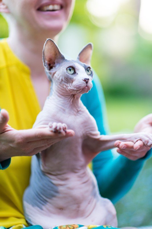 Clytemnaestra / Kleine Kat