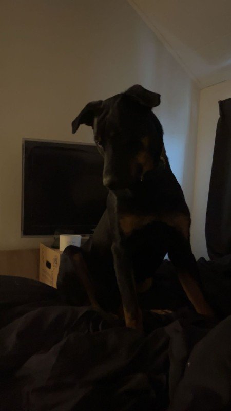 Nova