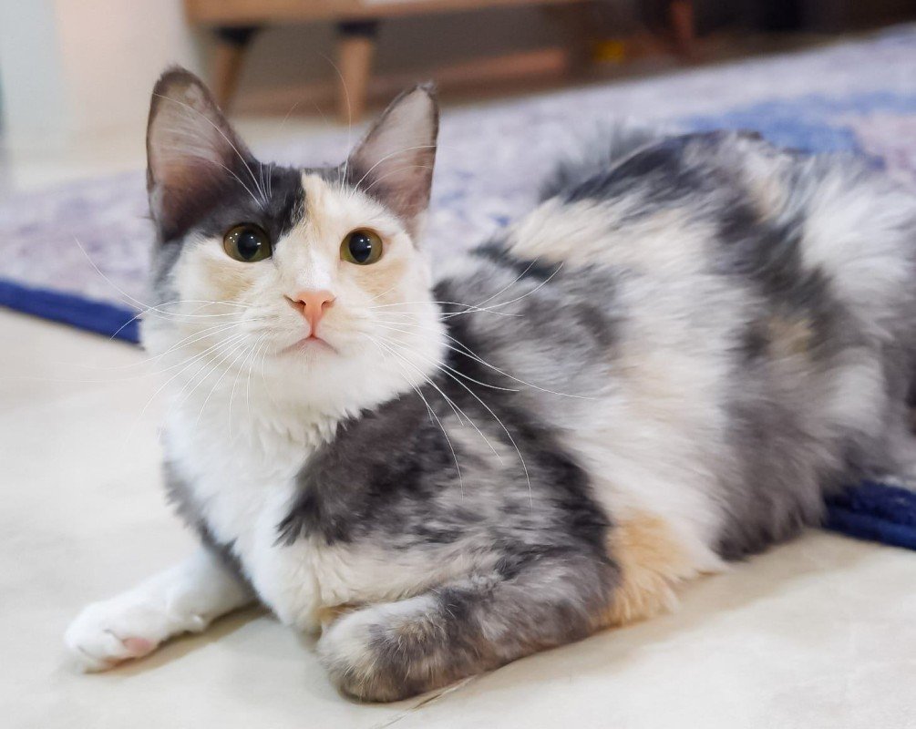 Nala