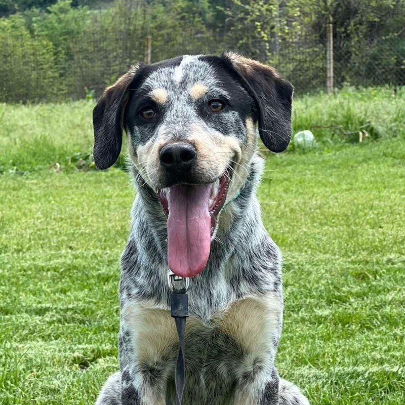 Roo