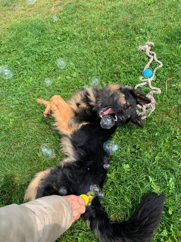 Bandit