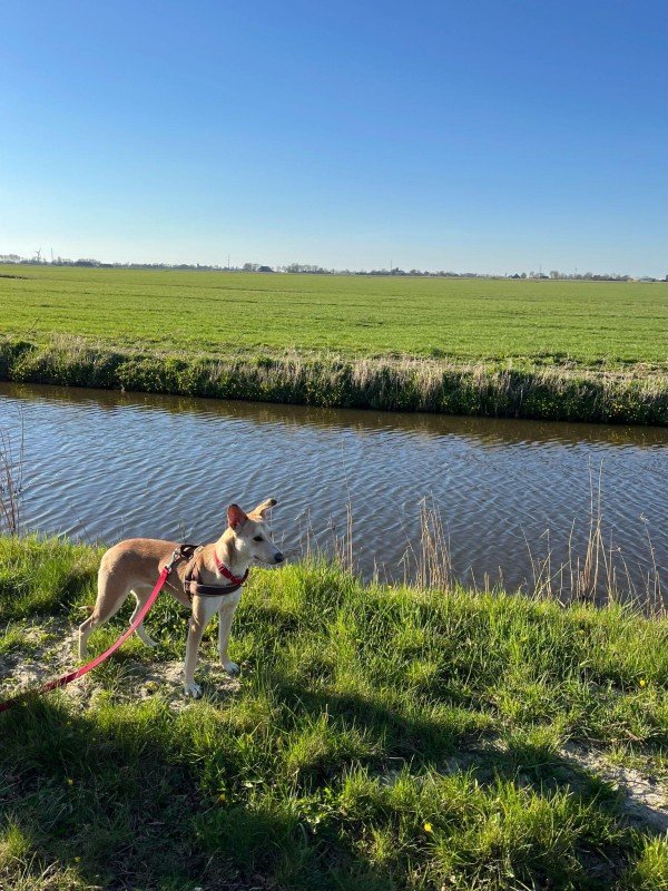 Zimba