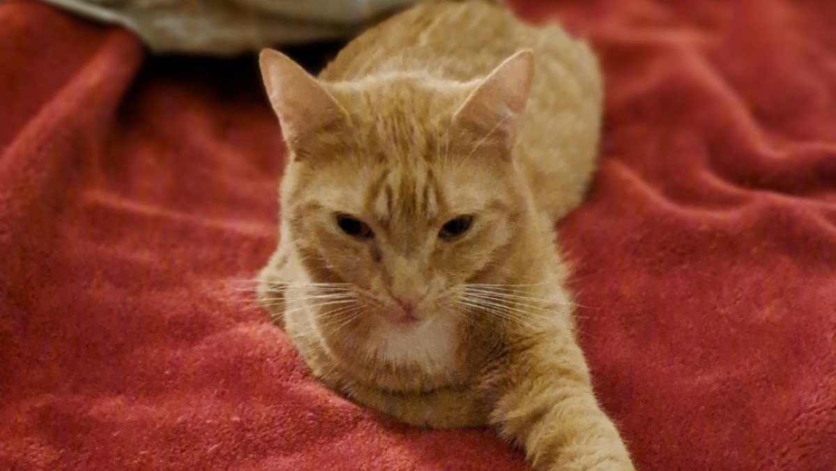 Igor