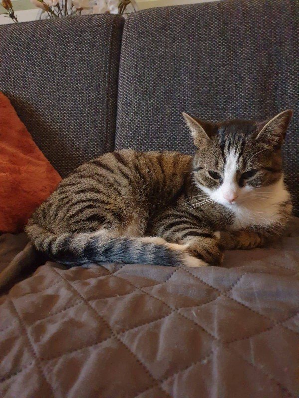 Simba