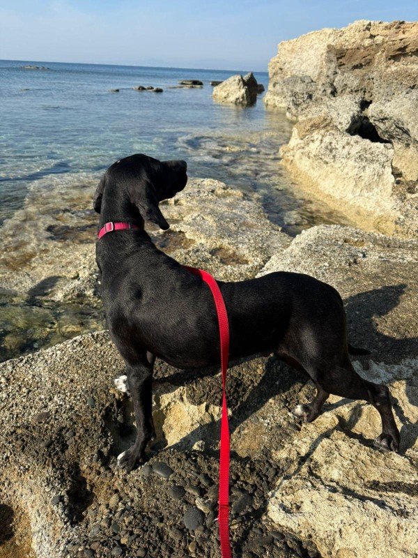 Perro