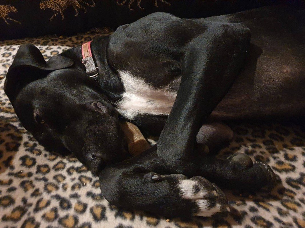 Perro