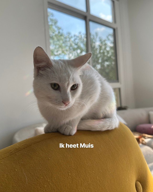 Muis