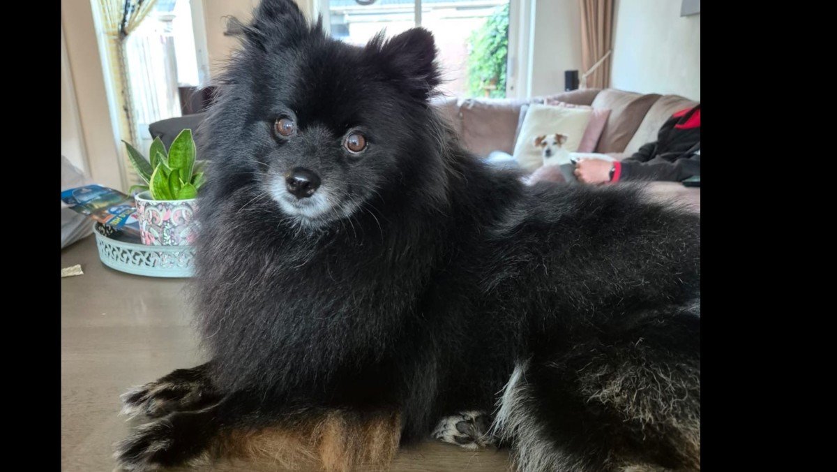 Boomer
