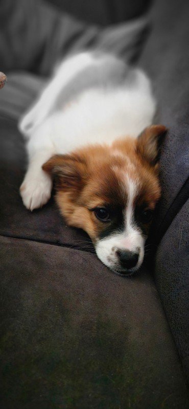 Vilou