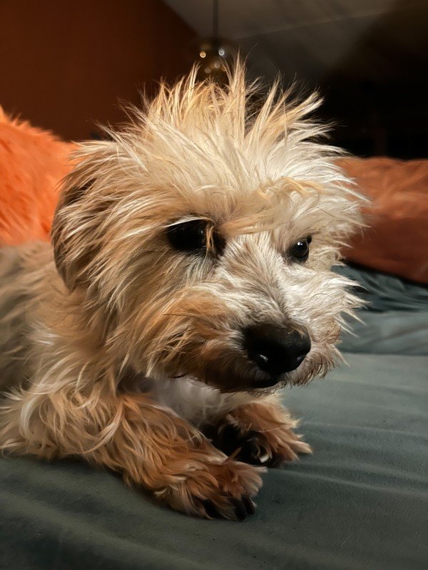 Puck