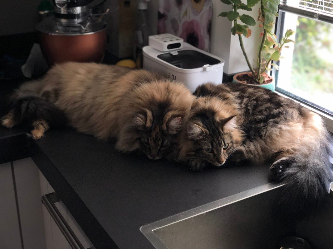 Mochi