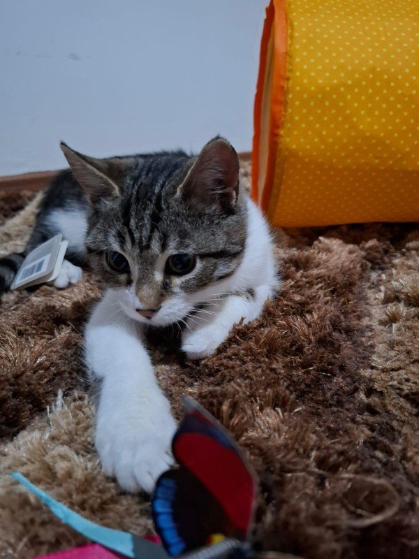 Peanut