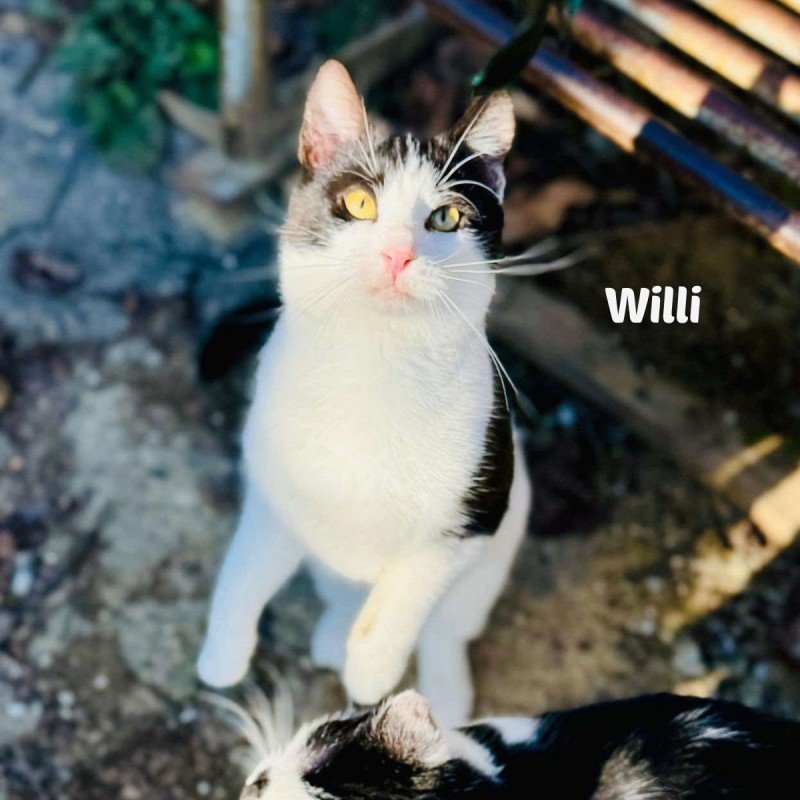 Willi