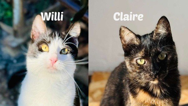 Willi