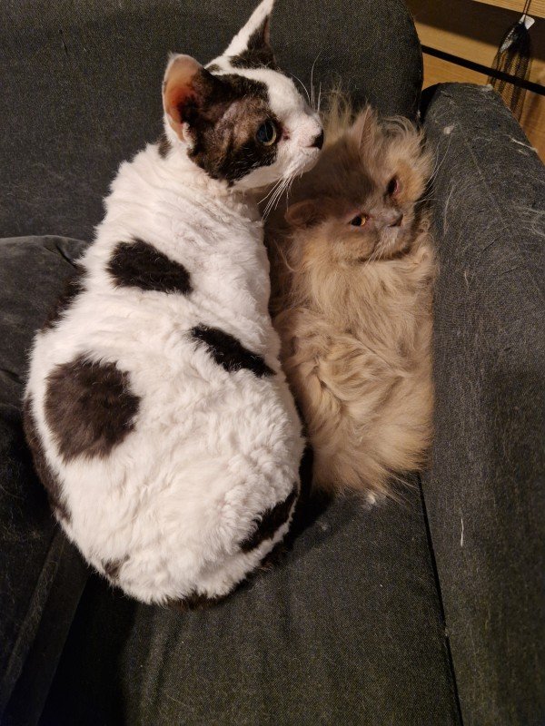 Milo