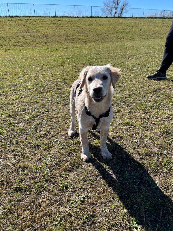 Vito