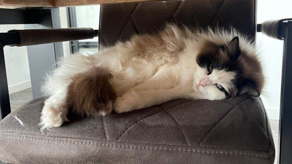 Evi