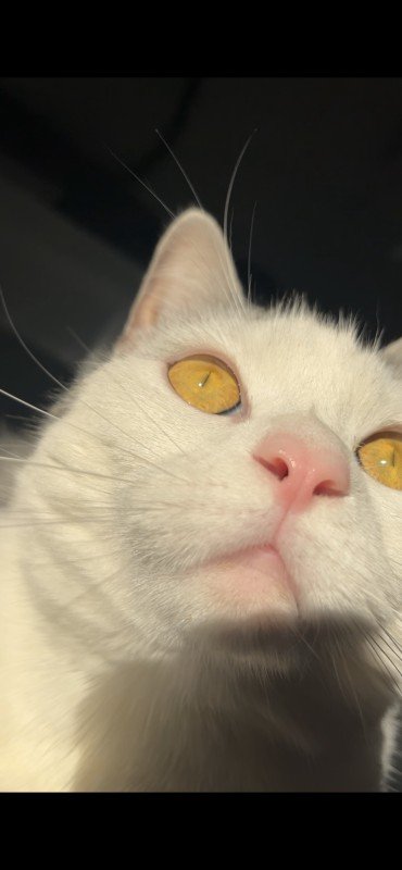 Mia
