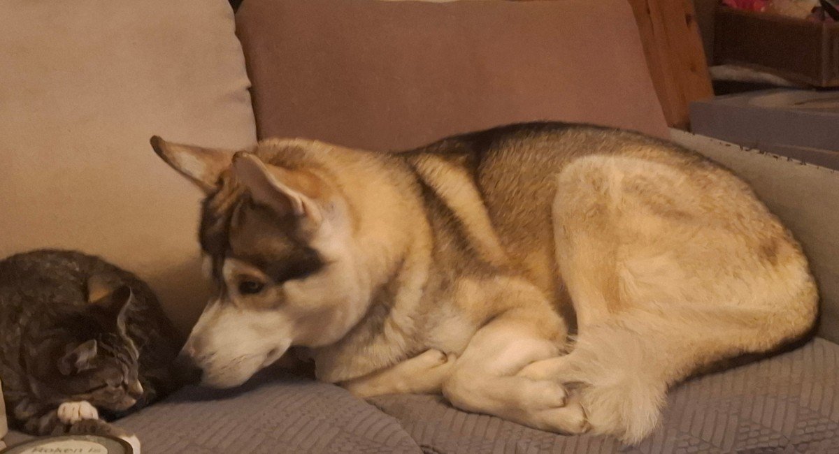 Eli