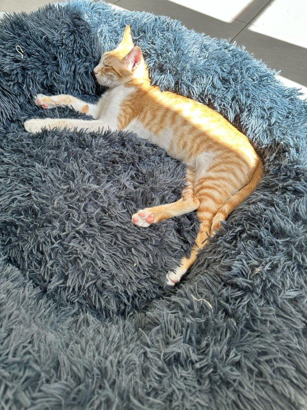 Ginger Arabian Mau kittens