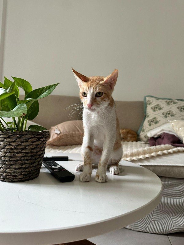 Ginger Arabian Mau kittens