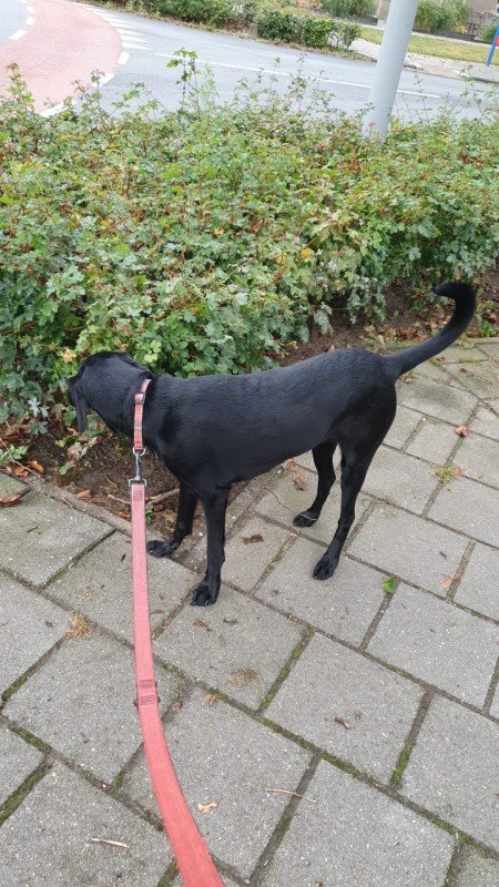 Floortje