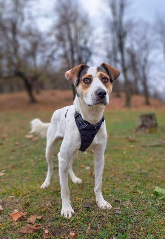 Luca
