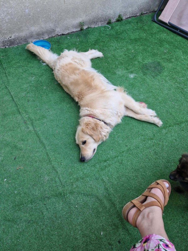 Nala