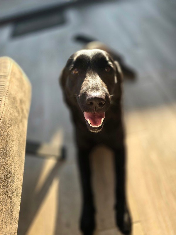 Laika