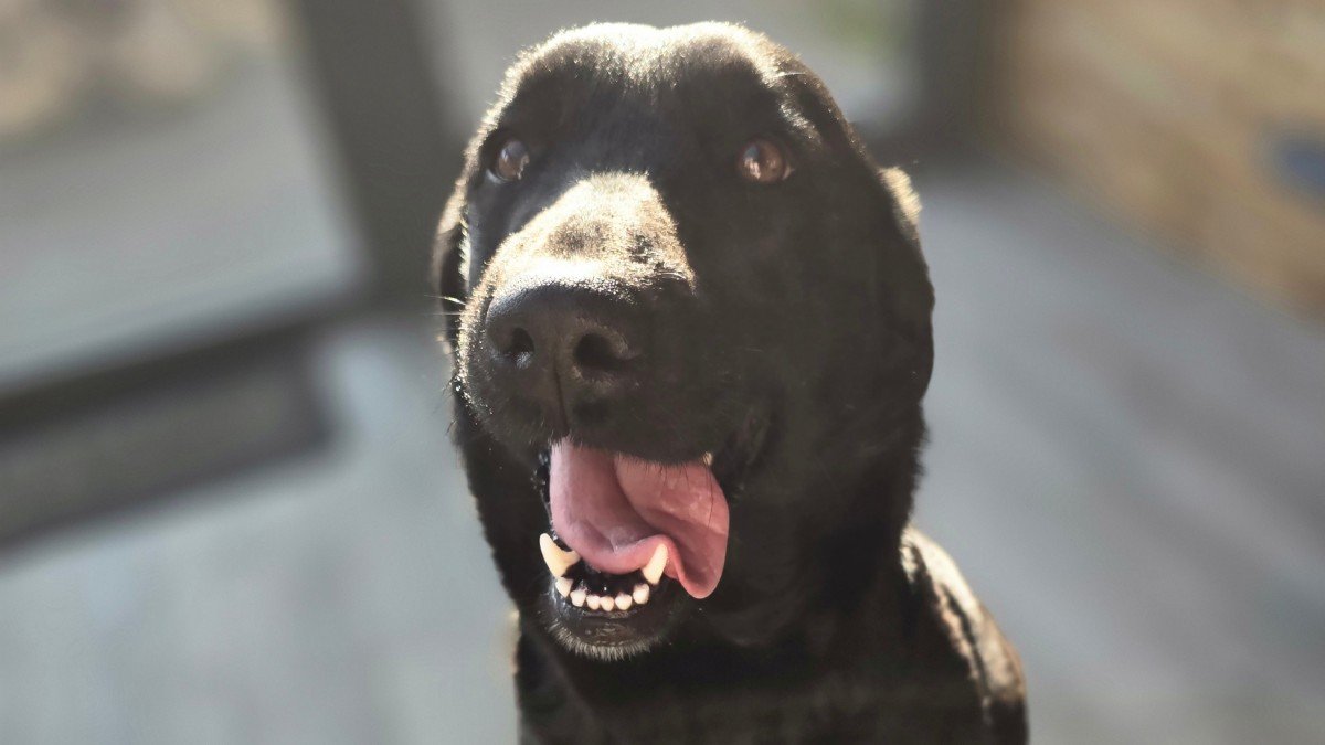 Laika