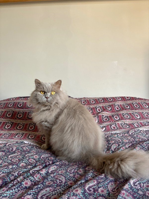 Wolfi