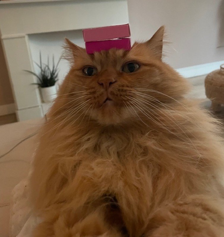 Bliebskie
