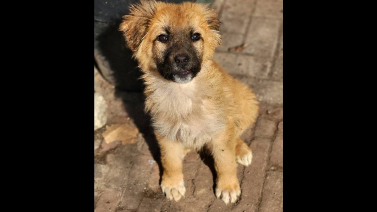 Juno