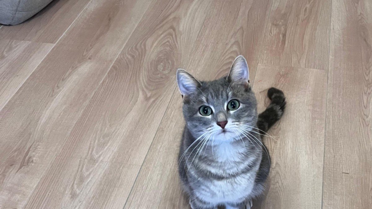 Lola