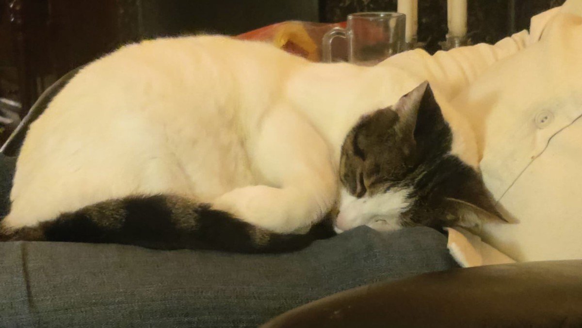 Maya