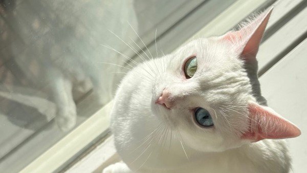 Yuki
