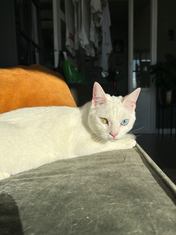 Yuki