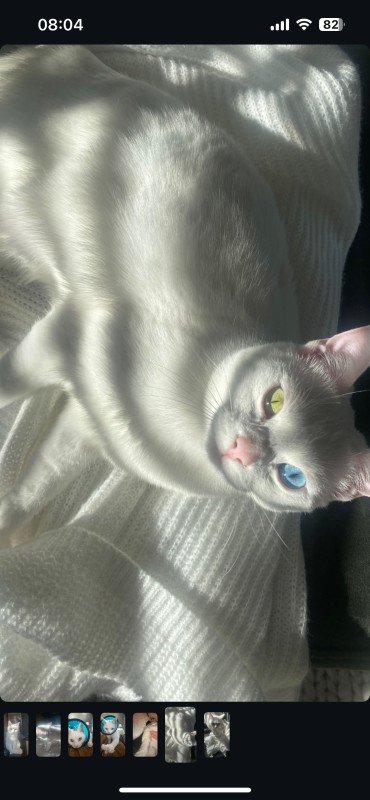 Yuki