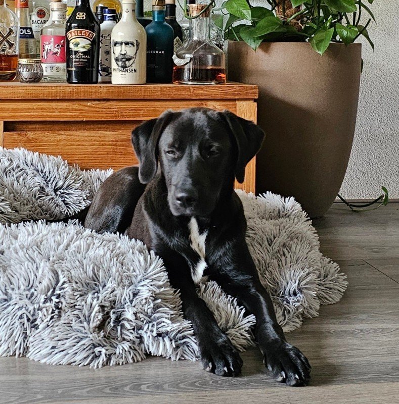 Apollo