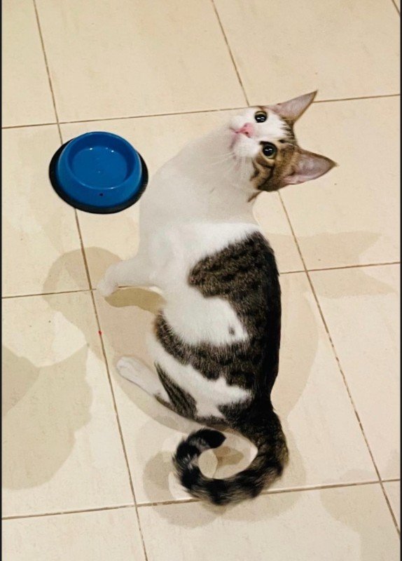 Smudge
