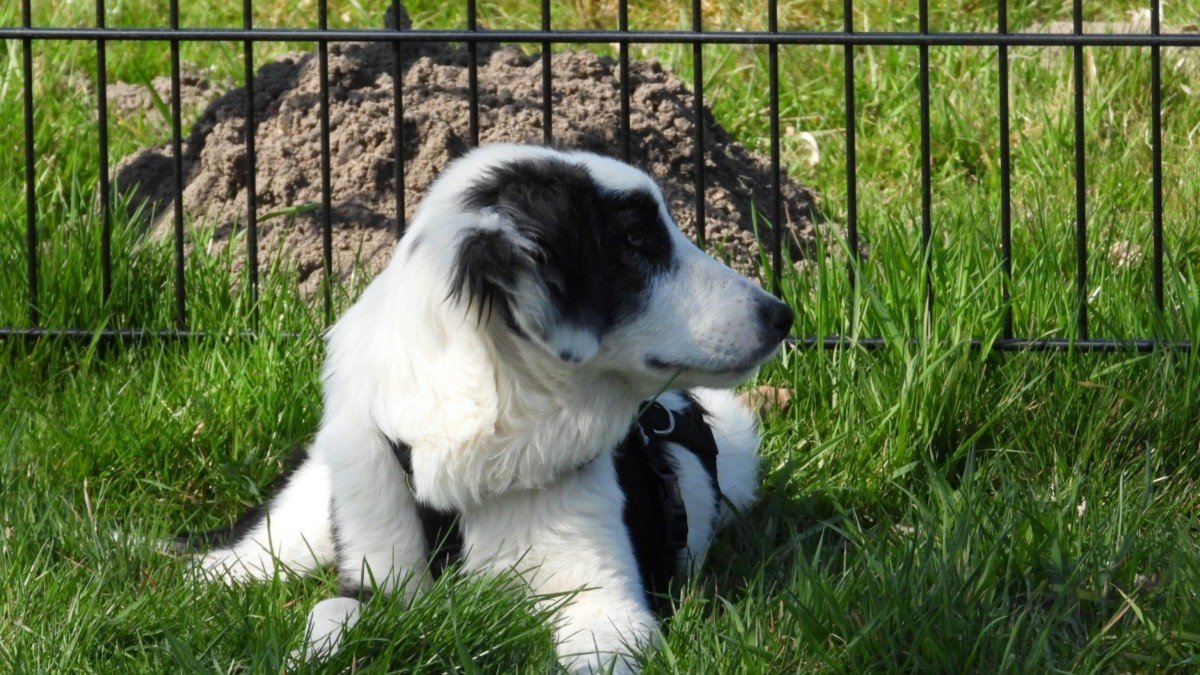 Dottie