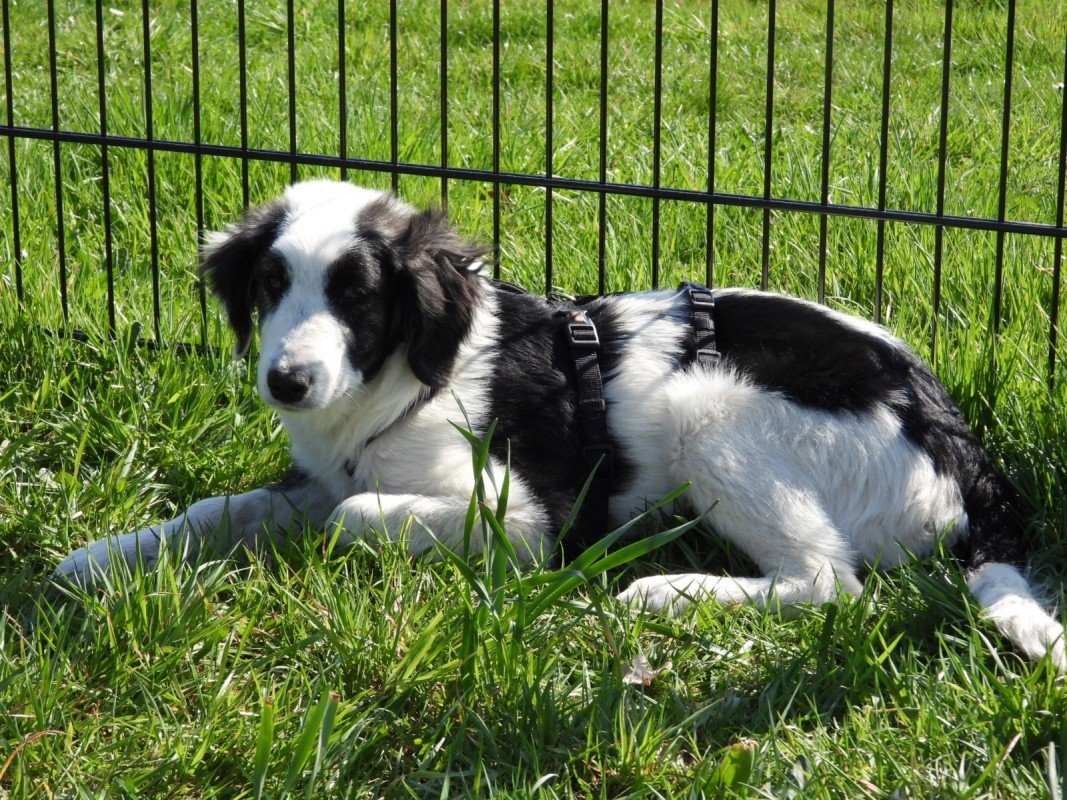 Dottie