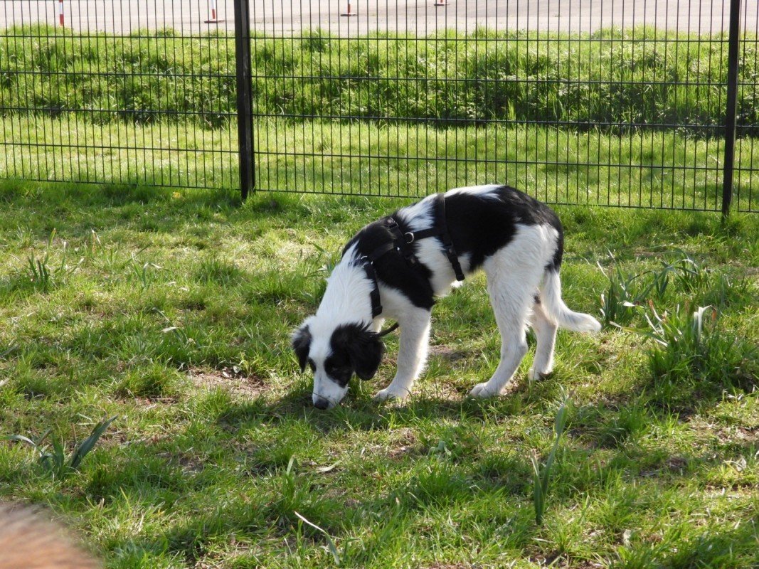 Dottie