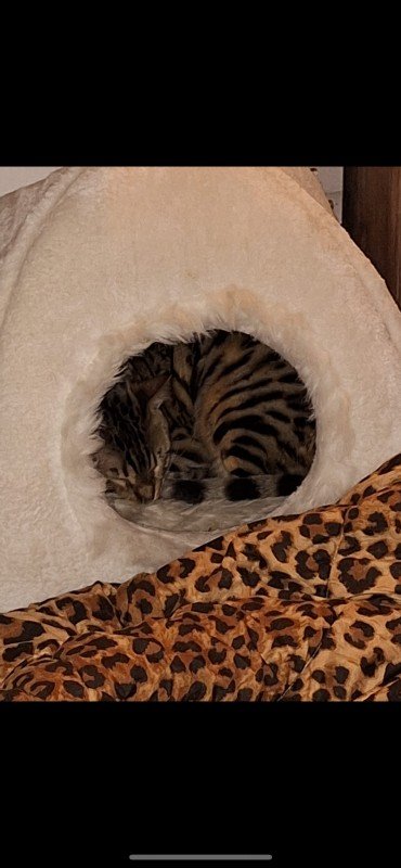 Leo