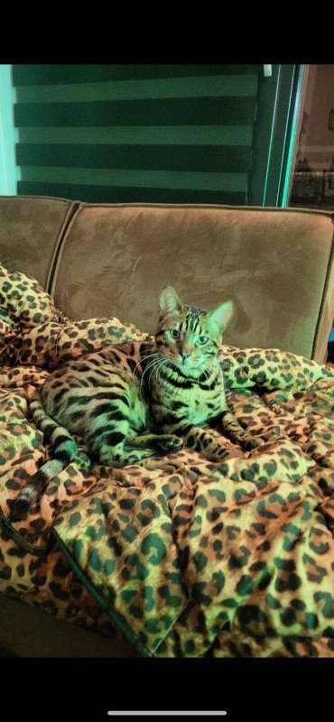 Leo