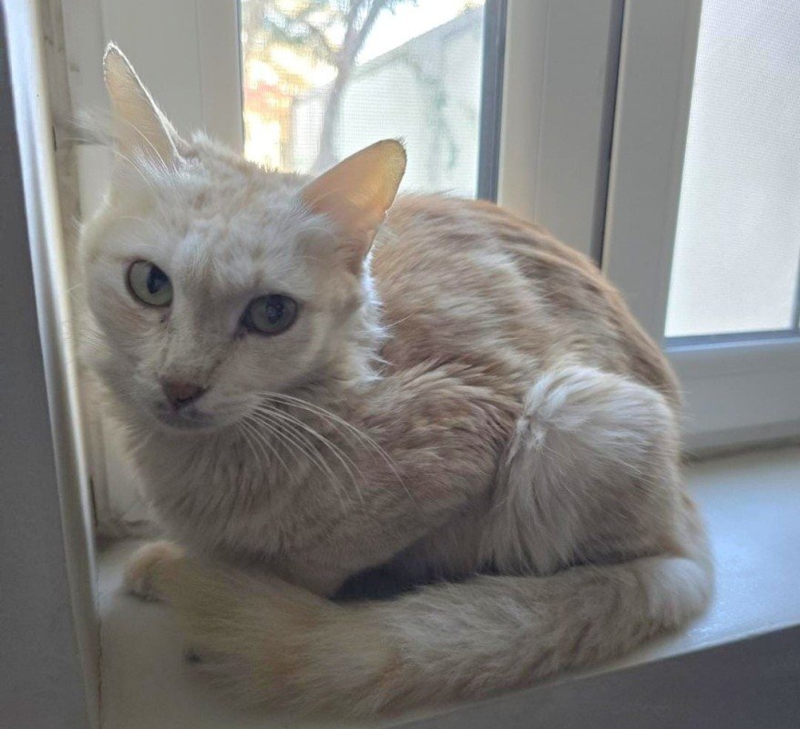 Masha