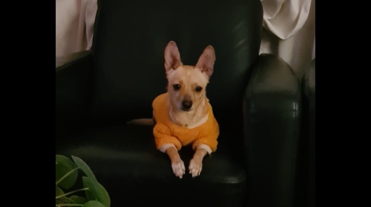 Little Lily