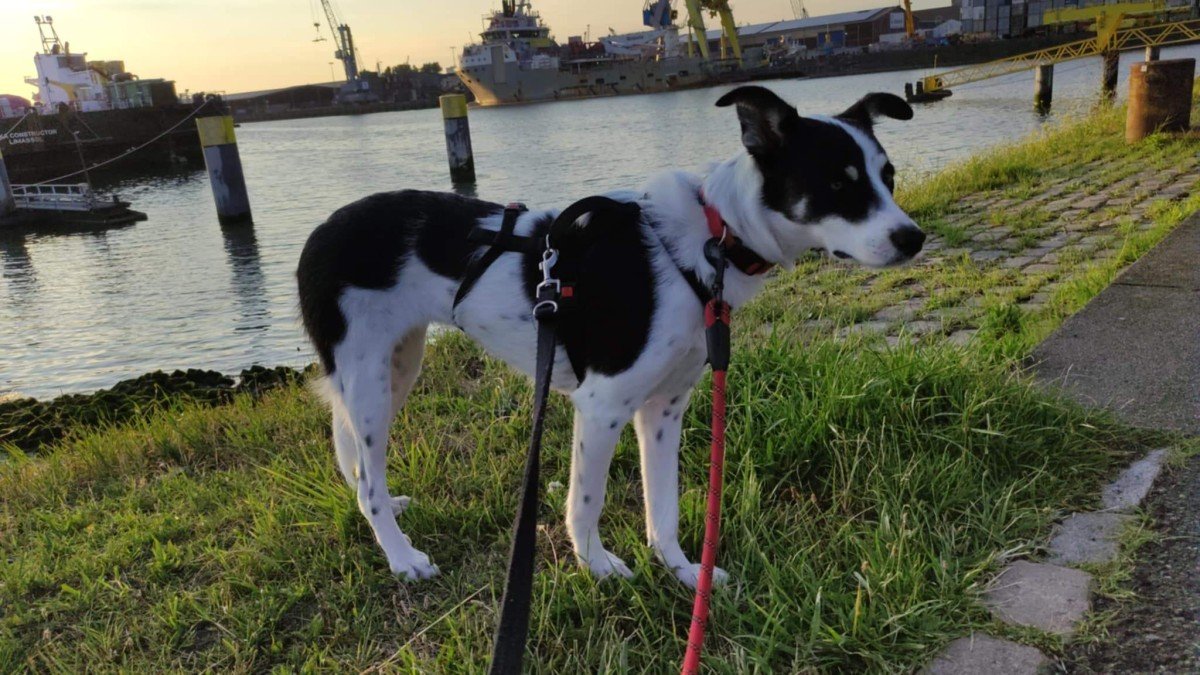 Floortje (Cora Florentina)