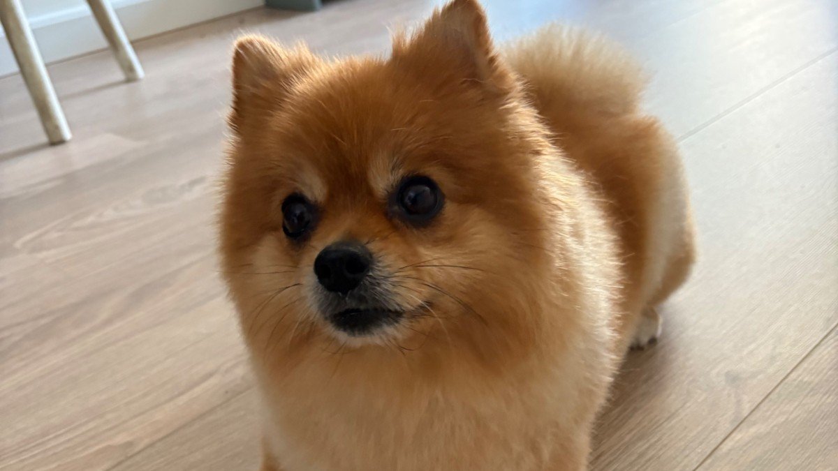 Novi